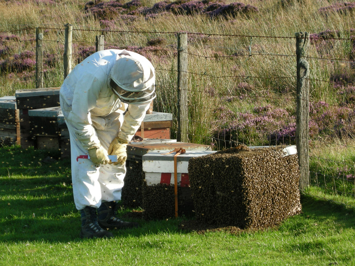 Sedgemoor Honey